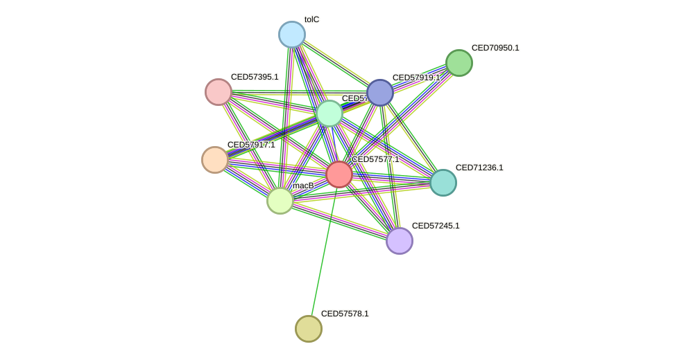 STRING protein interaction network