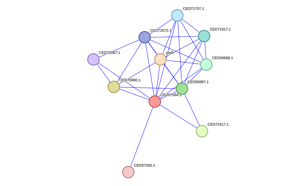 STRING protein interaction network