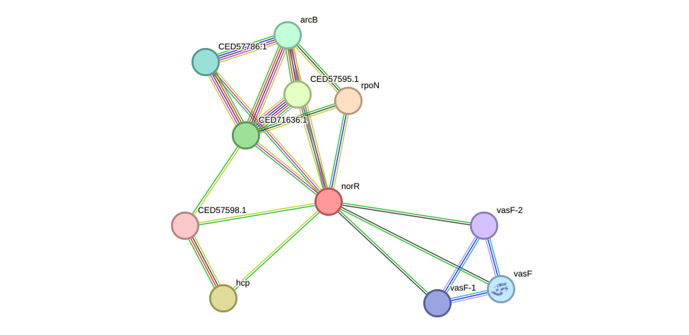 STRING protein interaction network