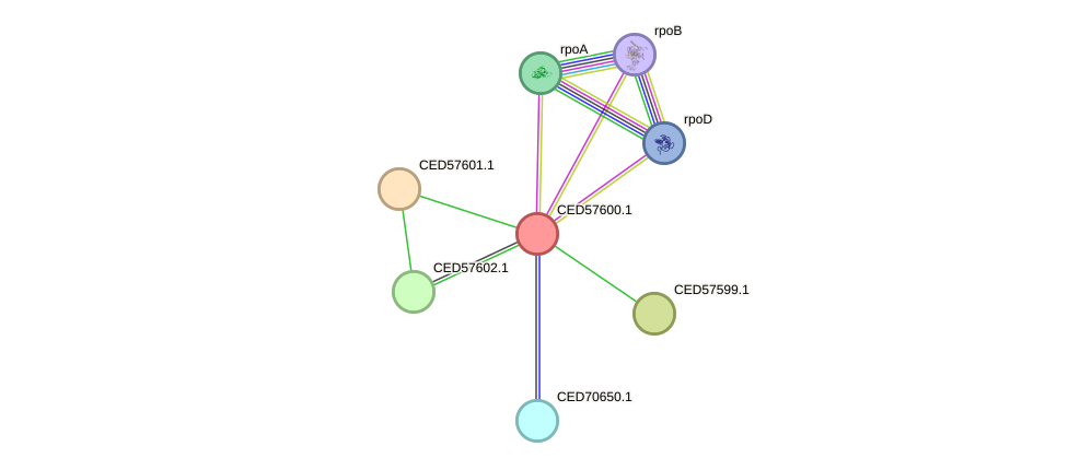 STRING protein interaction network