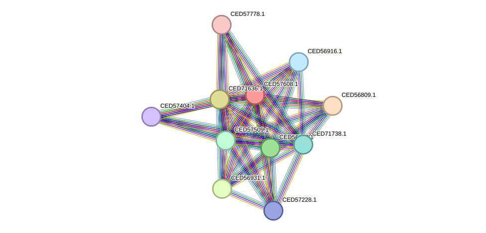 STRING protein interaction network
