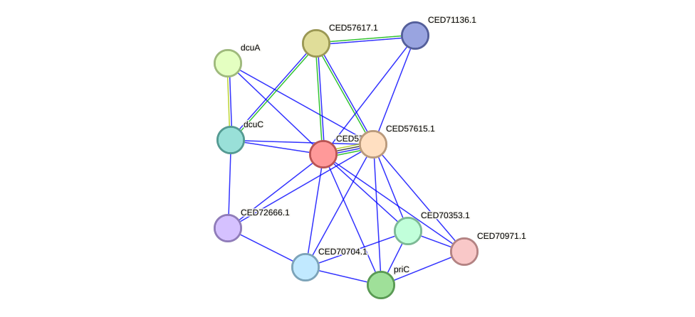 STRING protein interaction network