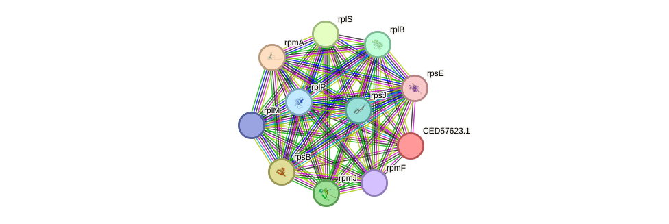 STRING protein interaction network