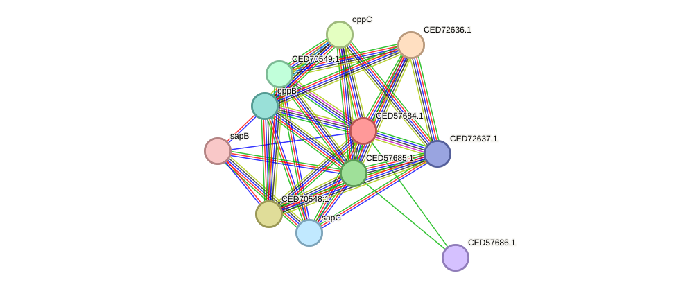 STRING protein interaction network