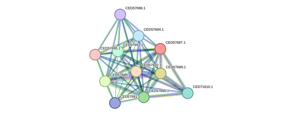 STRING protein interaction network