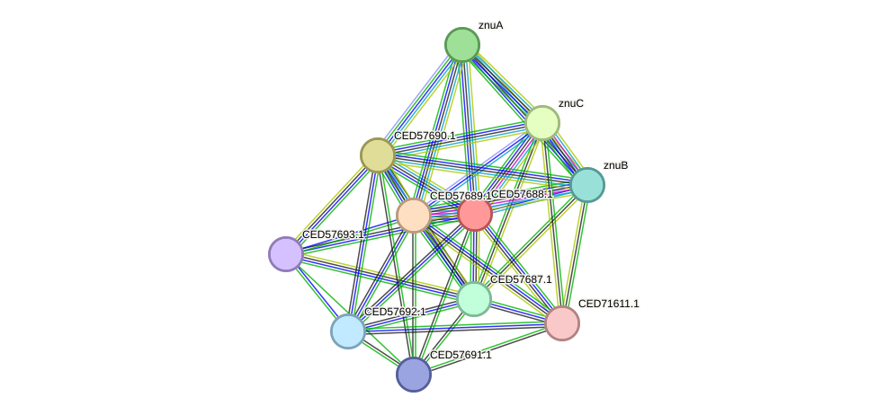 STRING protein interaction network