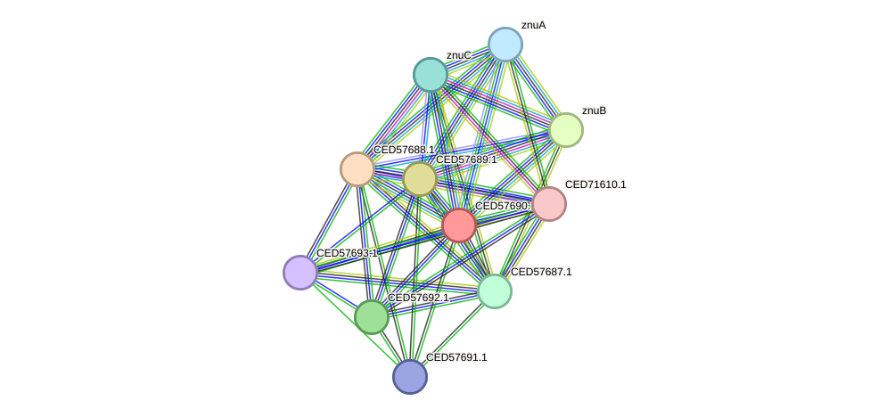 STRING protein interaction network