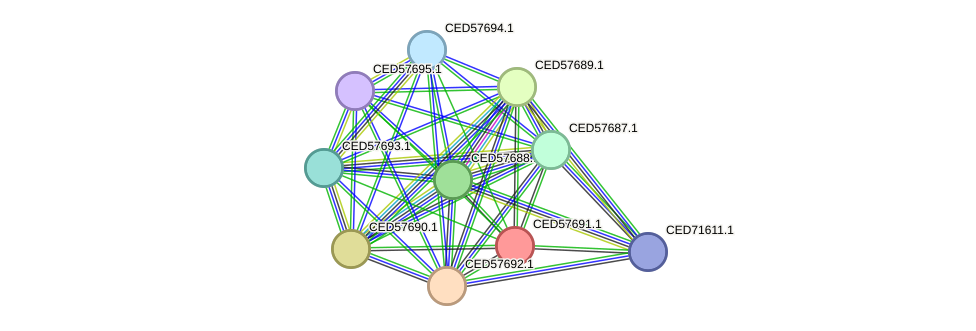 STRING protein interaction network