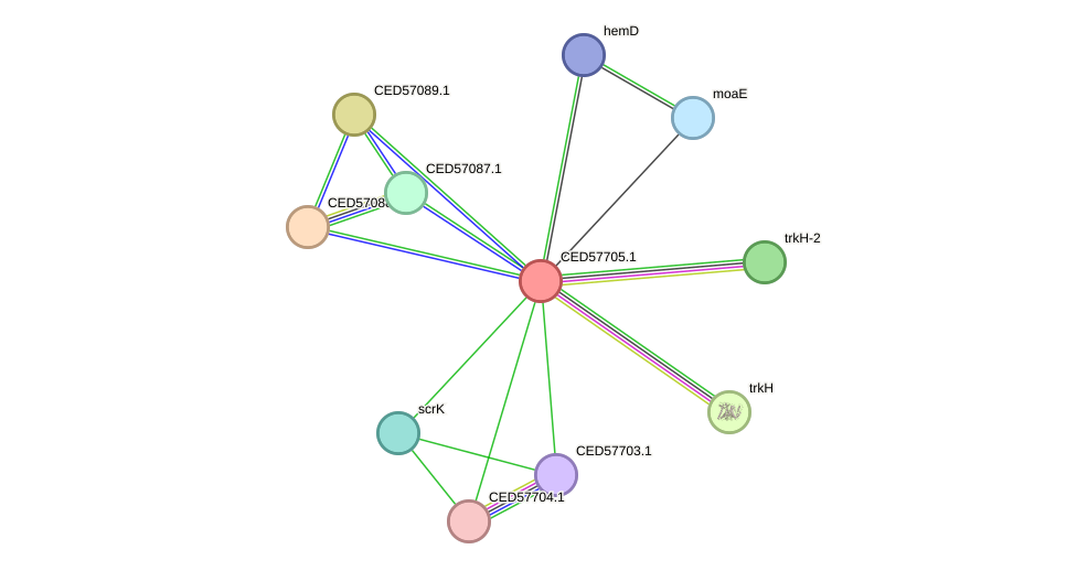 STRING protein interaction network