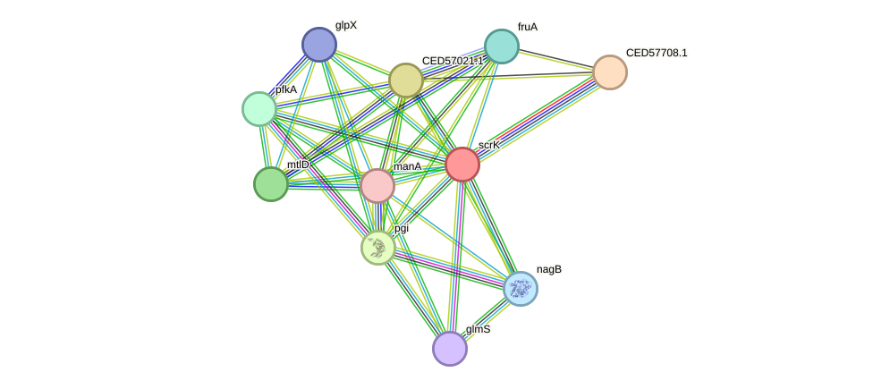 STRING protein interaction network