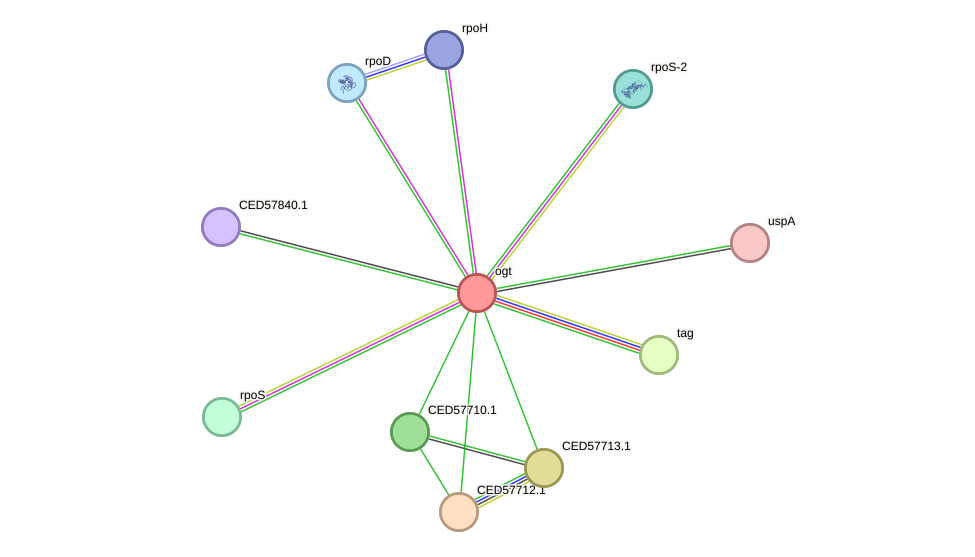 STRING protein interaction network