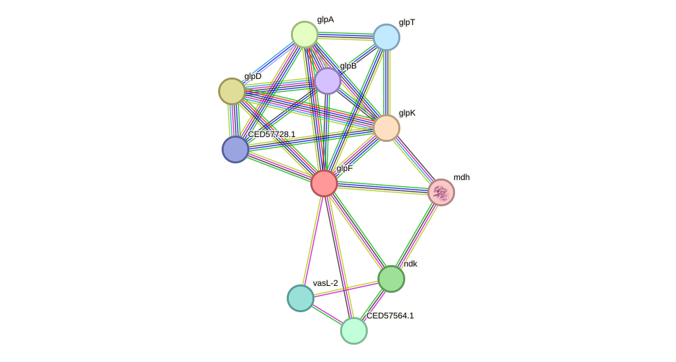 STRING protein interaction network