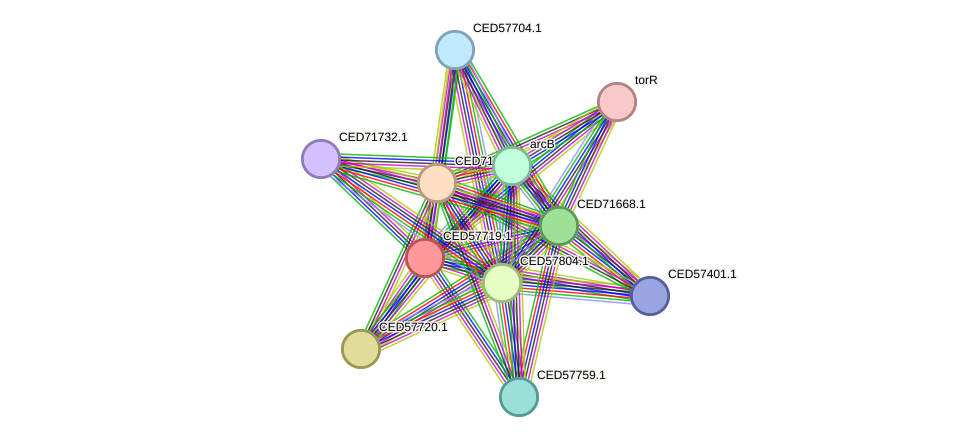 STRING protein interaction network