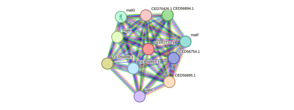 STRING protein interaction network
