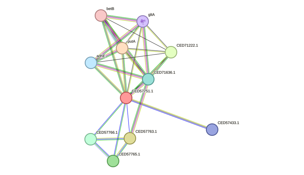 STRING protein interaction network