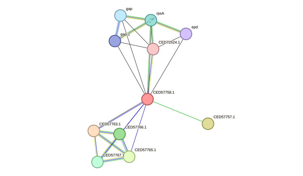 STRING protein interaction network