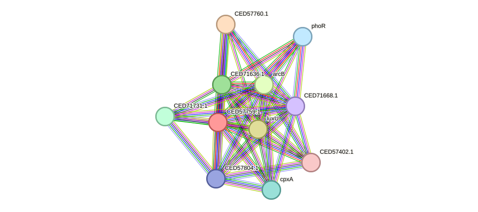 STRING protein interaction network