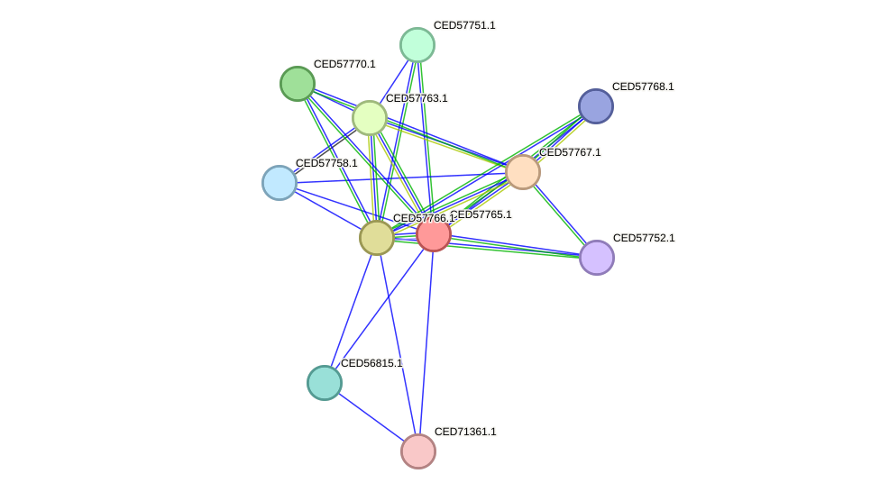 STRING protein interaction network
