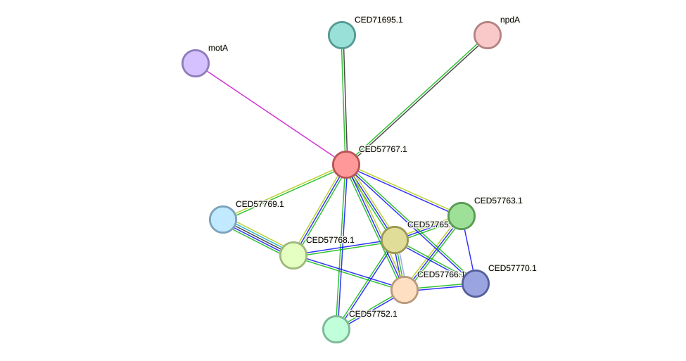 STRING protein interaction network