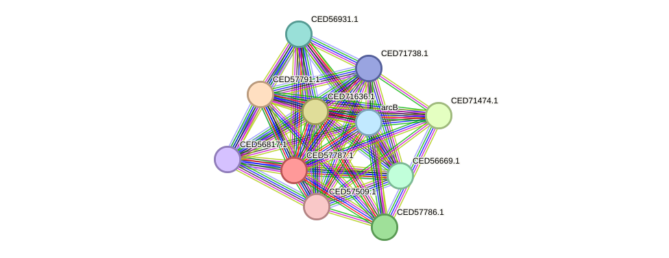 STRING protein interaction network