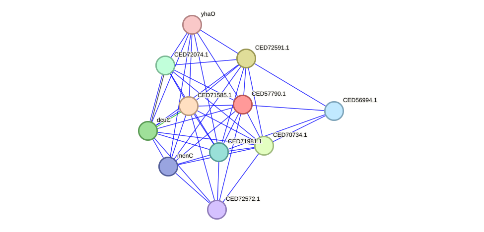 STRING protein interaction network