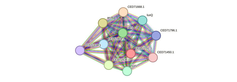 STRING protein interaction network