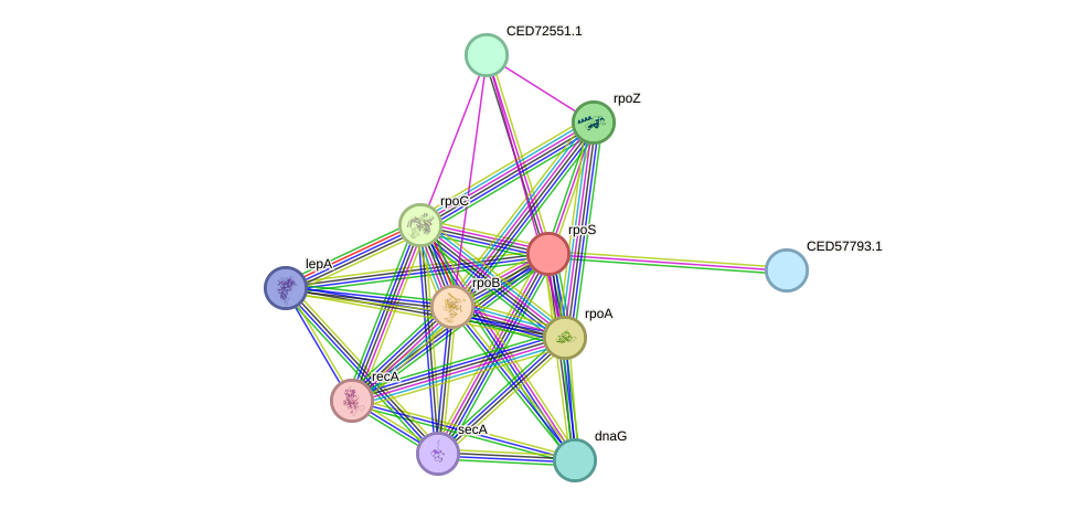 STRING protein interaction network