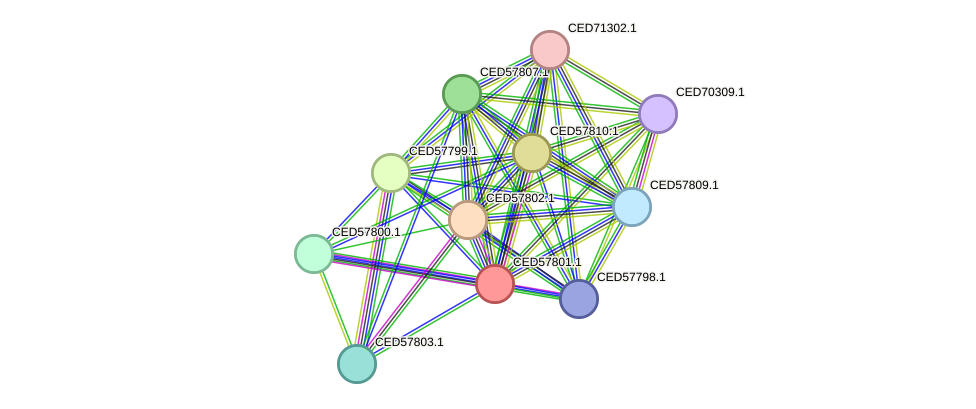 STRING protein interaction network