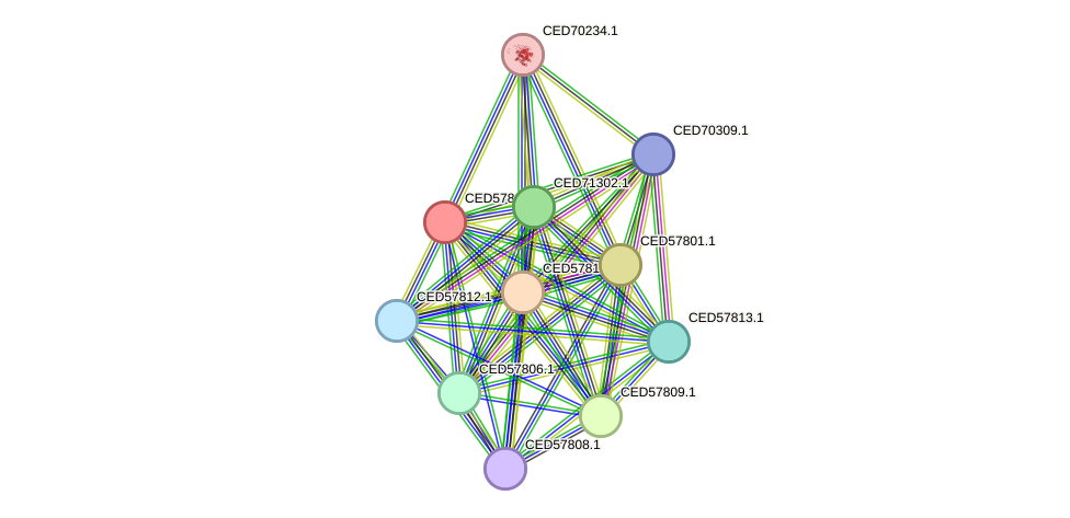 STRING protein interaction network