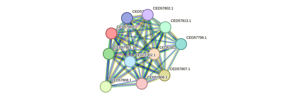 STRING protein interaction network