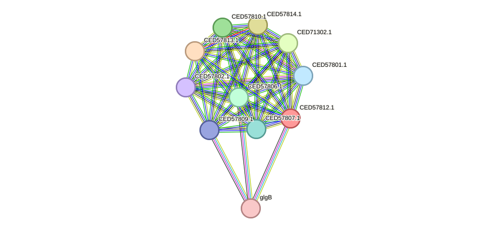 STRING protein interaction network
