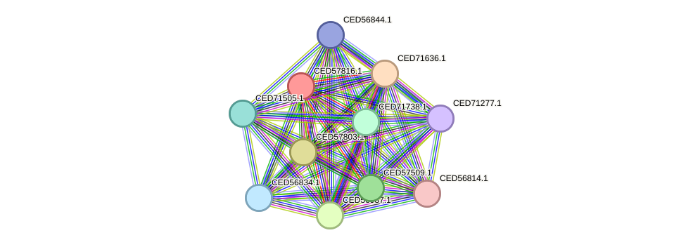 STRING protein interaction network