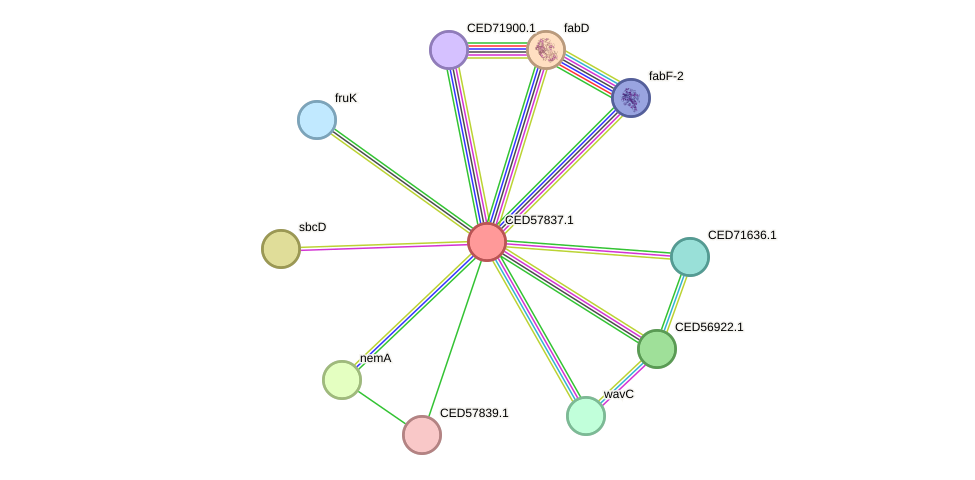 STRING protein interaction network