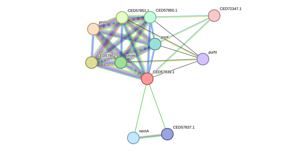 STRING protein interaction network