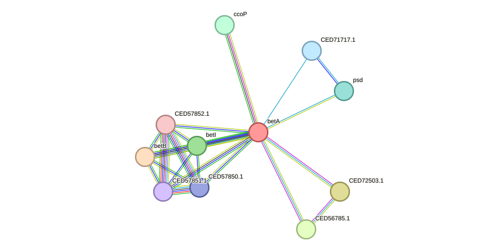 STRING protein interaction network