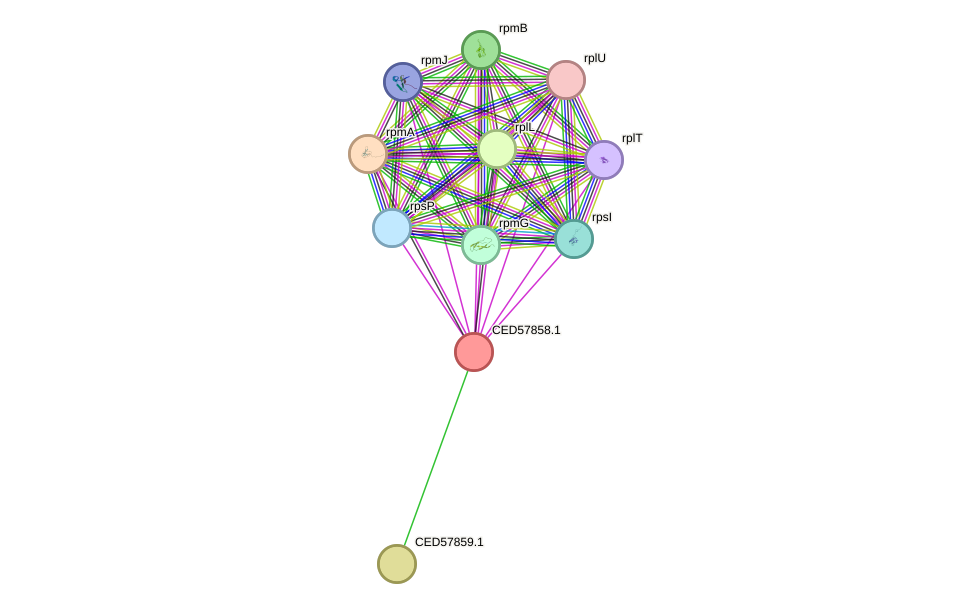 STRING protein interaction network
