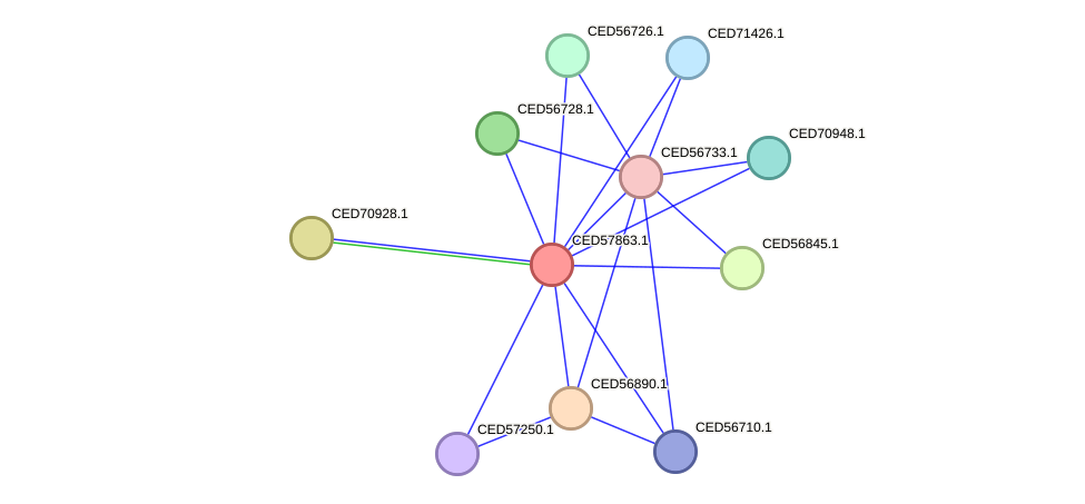 STRING protein interaction network