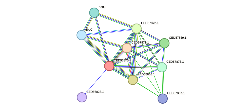 STRING protein interaction network