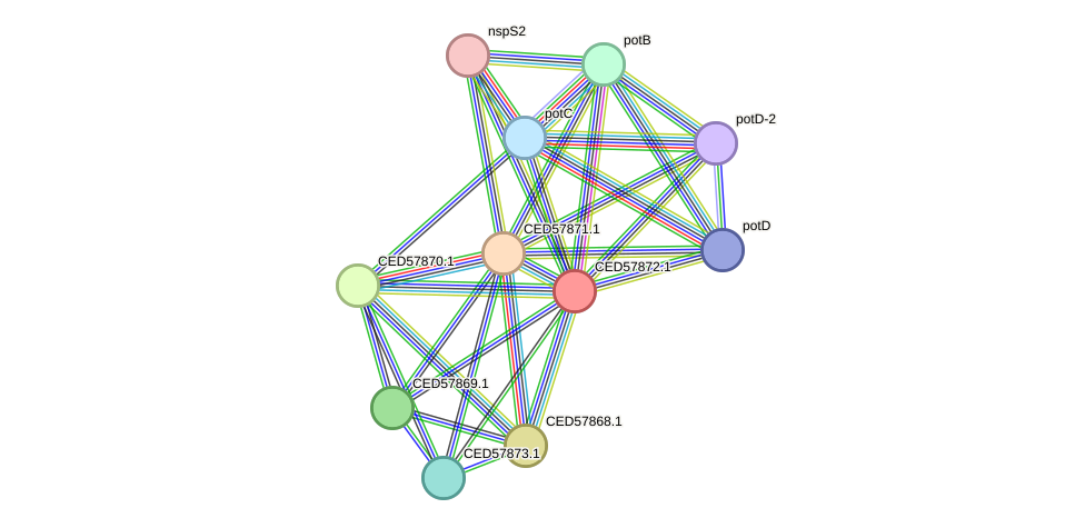 STRING protein interaction network