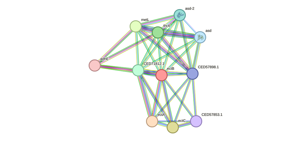 STRING protein interaction network