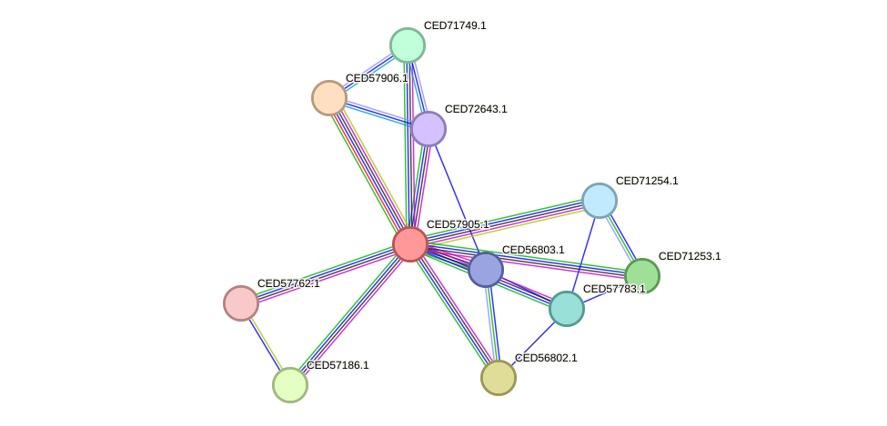 STRING protein interaction network