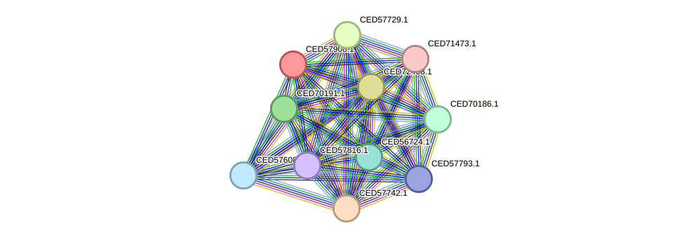 STRING protein interaction network