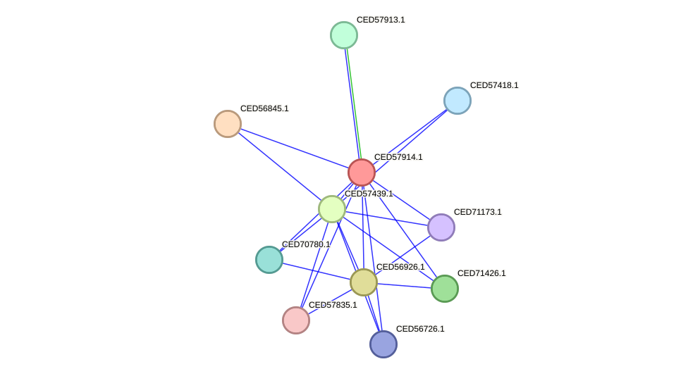 STRING protein interaction network