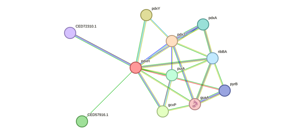 STRING protein interaction network