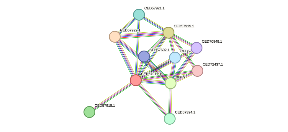 STRING protein interaction network