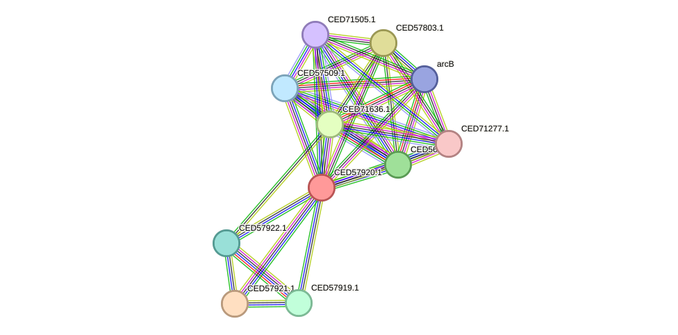 STRING protein interaction network