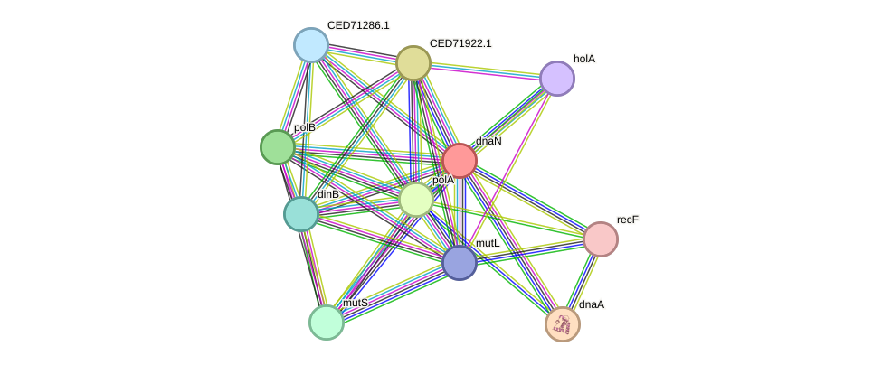 STRING protein interaction network