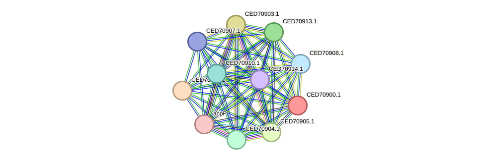 STRING protein interaction network