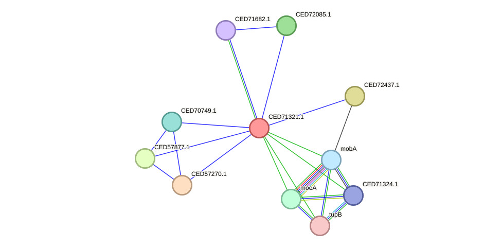 STRING protein interaction network