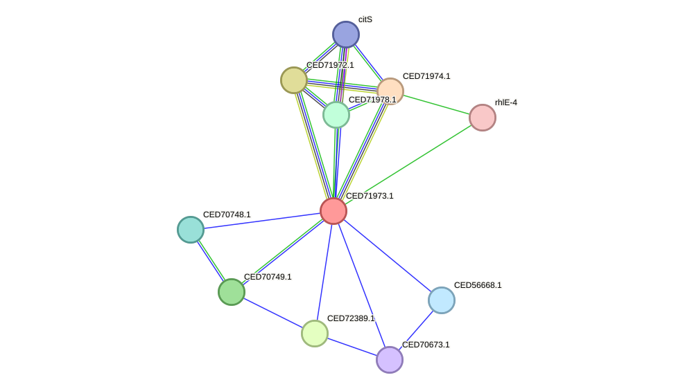 STRING protein interaction network